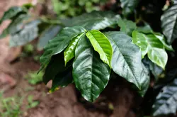 白兰地酒桶发酵，洪都拉斯荔枝兰咖啡豆介绍