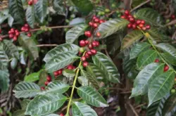 巴拿马咖啡种植，波奎特产区花蝴蝶咖啡豆介绍
