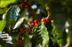 国际公平贸易更新咖啡标准，以达到或超过欧盟的无森林砍伐条例EUDR