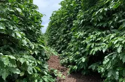 咖啡价格保持高位，咖啡生豆NKG公司将在印度尼西亚扩张