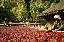 埃塞俄比亚咖啡豆｜耶加雪菲产区果丁丁合作社咖啡豆介绍