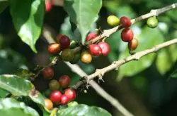哥斯达黎加咖啡豆｜塔拉珠产区音乐家系列巴哈咖啡豆介绍