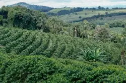 巴西咖啡豆出口虽遇到港口瓶颈，但是表现仍然强劲