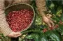越南干旱导致咖啡等农作物产量将减产，咖啡价格持续上升