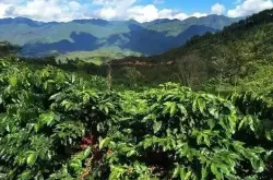 巴拿马咖啡豆｜沃肯产区哈特曼庄园瑰夏豆种咖啡豆介绍