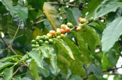 埃塞俄比亚咖啡豆｜西达摩产区圣塔维尼处理厂74158咖啡豆介绍