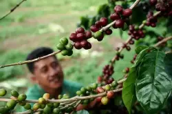 越南罗布斯塔价格再次飙升，市场等待巴西和印尼收获季咖啡供应