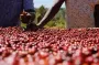 埃塞俄比亚咖啡豆｜古吉产区罕贝拉Buku Abel处理厂花魁7.0介绍