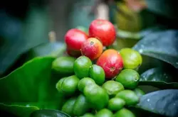 精品咖啡希爪是什么品种？为什么被称为被污染的瑰夏？它诞生自厄瓜多尔还是哥伦比亚？