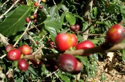 埃塞俄比亚咖啡豆｜耶加雪菲产区阿美狄拉洛ASD处理咖啡豆介绍