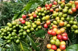 由于巴西天气异常和越南产量和出口量下跌，导致近期咖啡豆价格不稳定