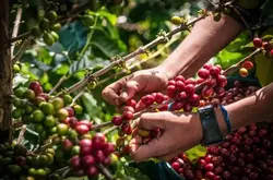 罗布斯塔咖啡产区产量下降导致罗布斯塔价格飙升，阿拉比卡咖啡豆出口增长价格稳定