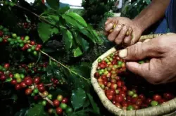 印度尼西亚近期灾难不断，咖啡行业重大影响