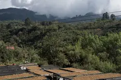 哥斯达黎加为迎合欧盟市场，推出首批“无森林砍伐咖啡”