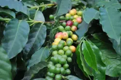 牙买加遇恶劣天气导致咖啡减产约25%，该国政府将计划投资数10亿恢复咖啡产业