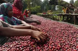 埃塞俄比亚咖啡豆｜耶加雪菲产区科契尔咖啡豆介绍