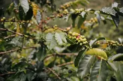 哥伦比亚咖啡豆｜蕙兰产区分界线庄园瑰夏咖啡豆介绍