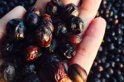 咖啡豆蜜处理是什么意思？哥斯达黎加的葡萄干蜜处理又是什么？
