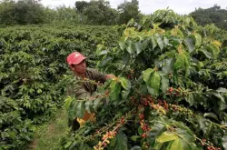 老挝咖啡 出产世界上最好的咖啡