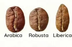 帕卡马拉的父本—马拉戈吉佩是什么来头？象豆是什么意思？咖啡属的三大品种有哪些？