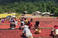 埃塞俄比亚咖啡豆｜耶加雪菲产区日晒红樱桃咖啡豆介绍