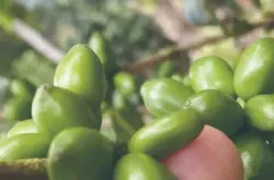 什么是木瓜（Papayo）品种，新咖啡品种木瓜介绍