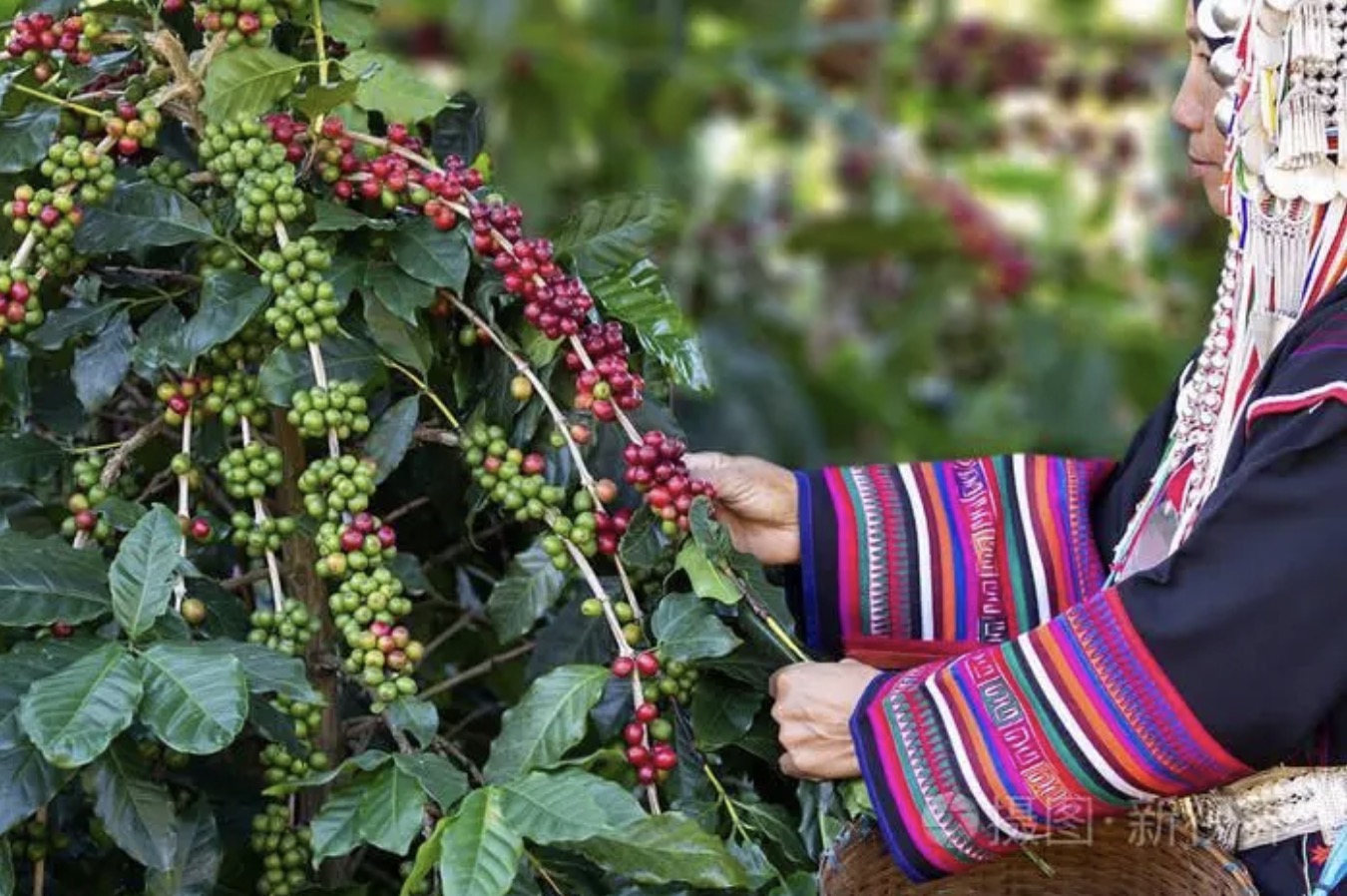 亚洲国家泰国咖啡产区种植品种介绍