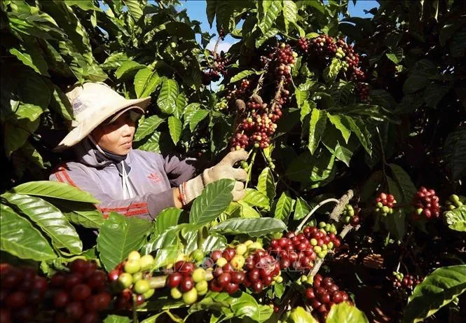 越南咖啡出口额达32.2亿美元！但出口商报告亏损