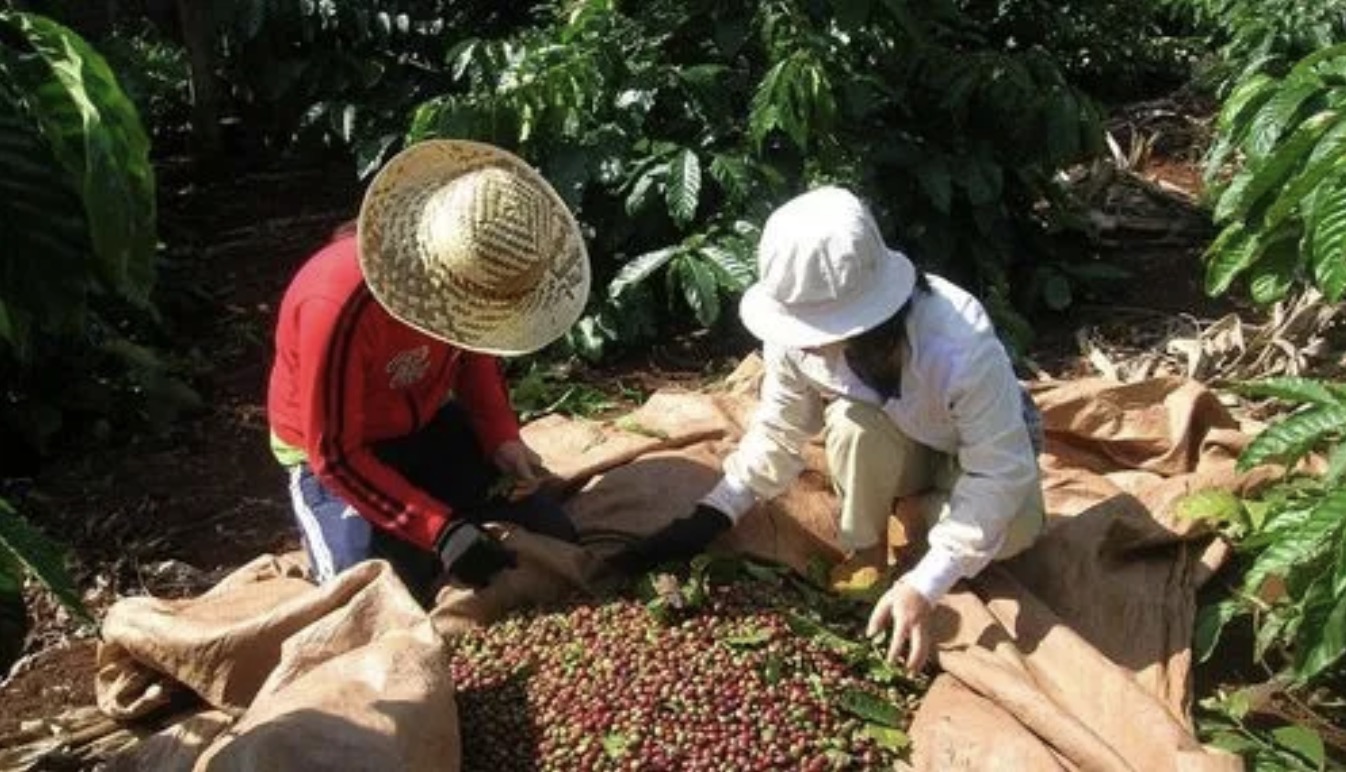 越南上半年咖啡豆出口收入达30.4亿美元！但收成不乐观