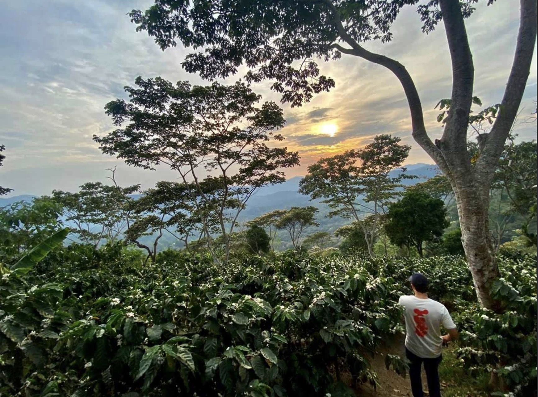 天气变化危害哥斯达黎加咖啡业！未来将会减产