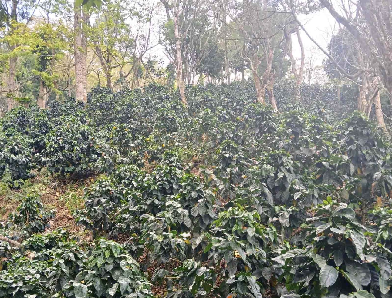 中美洲尼加拉瓜咖啡产区新塞哥维亚介绍