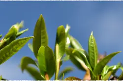 云南滇红红茶品种介绍：凤庆大叶种的特点以及风味口感的描述