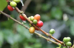 哥伦比亚咖农违约，导致阿拉比卡咖啡价格进一步上涨