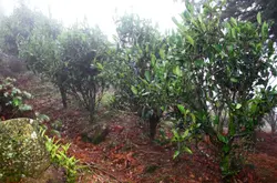 玉兰香单枞乌龙茶叶的制作全过程分享 玉兰香单枞属于什么茶树品种？