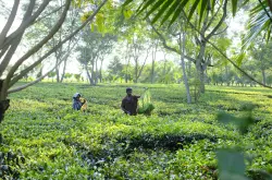 阿萨姆红茶产区可持续经营发展的故事 阿萨姆精品红茶著名的茶园介绍