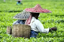 阿萨姆茶产量和出口量一年多少？印度是世界上第二大茶叶生产国吗？
