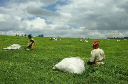 非洲都有什么好喝的茶？非洲哪些国家有产茶叶的产区？非洲茶有什么作用与功效？