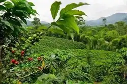 世界十大顶级咖啡埃塞俄比亚耶加雪菲咖啡豆是怎样种出来？埃塞俄比亚咖啡豆种植模式介绍
