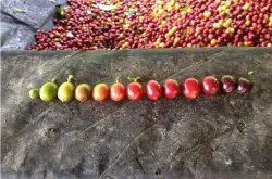 世界十大顶级咖啡豆埃塞俄比亚精品咖啡红樱桃计划是什么？红樱桃计划的咖啡豆是怎样的？