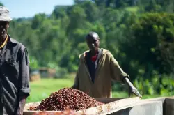 咖啡豆有哪几个产区｜全球顶级的咖啡埃塞俄比亚精品咖啡豆的生产规模是什么？咖啡合作社是什么？