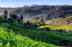 锡兰红茶产自斯里兰卡吗？斯里兰卡有哪些有名的茶园品牌？锡兰茶园发展现状受真菌病害影响