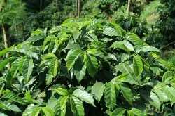 波旁咖啡豆和阿拉比卡咖啡豆有什么区别？阿拉比亚咖啡豆原始品种介绍。