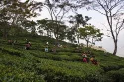 印度大吉岭和阿萨姆茶叶春摘、夏摘、雨季、秋摘风味不同的对比