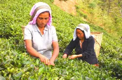 尼尔吉里Nilgiri红茶产自哪个国家？一人份红茶如何正确冲泡的方法技巧分享