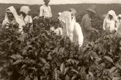世界上第二大茶叶生产国是哪个国家？印度茶叶的发展历史以及出名的茶叶品牌推荐