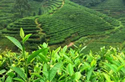 高质量精品红茶、精品乌龙茶发展趋势靠向精品咖啡，讲究风土特征对茶叶味道的影响