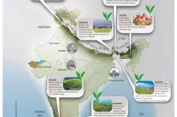 印度茶叶七大产区简介：大吉岭、阿萨姆、康格拉、Nilgiri、Dooars-Terai、锡金、特里普拉邦的对比