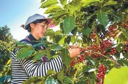  巴布亚新几内亚咖啡|巴布亚咖啡豆产区介绍_天堂鸟庄园咖啡豆风味评价
