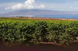   夏威夷咖啡豆|KONA咖啡豆风味评价_夏威夷咖啡豆产区咖啡庄园介绍