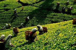 斯里兰卡茶叶种植区域茶园茶树面临虫害，斯里兰卡使用茶叶研究所准许茶农使用除草剂与杀虫剂